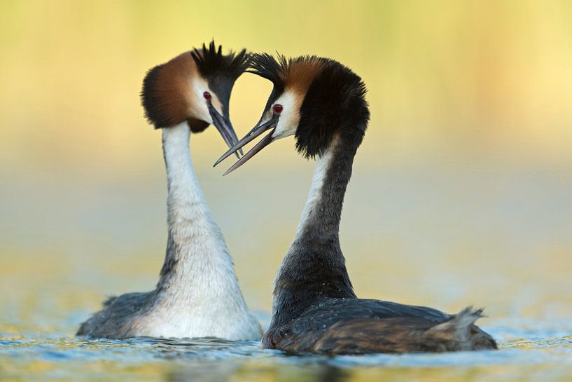 Great Crested Grebes in love  by wunderbare Erde