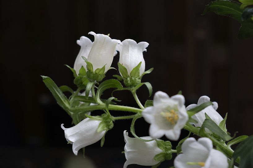 White bells against a dark background by Idema Media