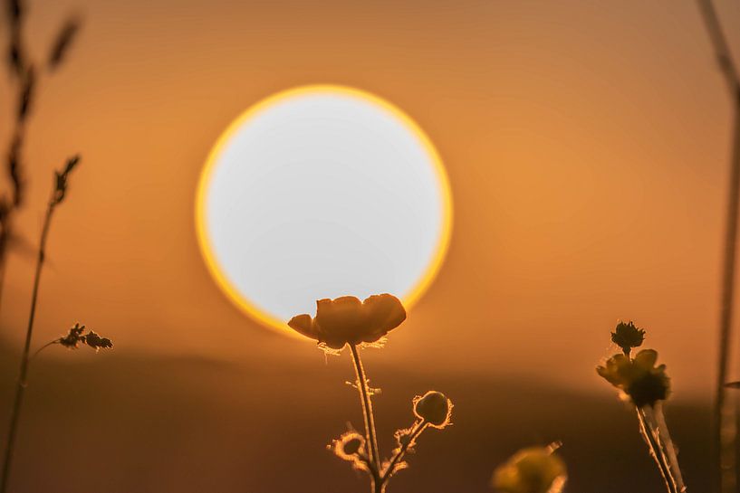 Bouton d'or ensoleillé par Tania Perneel