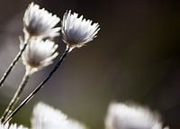 White Flowers III #pantheraafrica