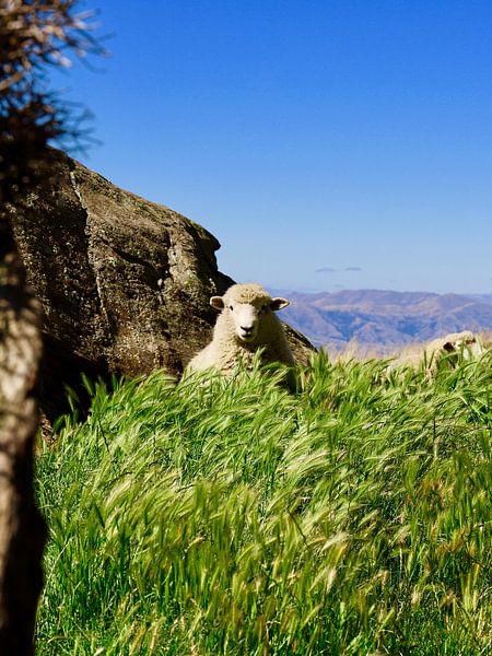 Nouvelle-Zélande : Moutons sur Roys Peak – Pureté et Force de la Nature par Be More Outdoor