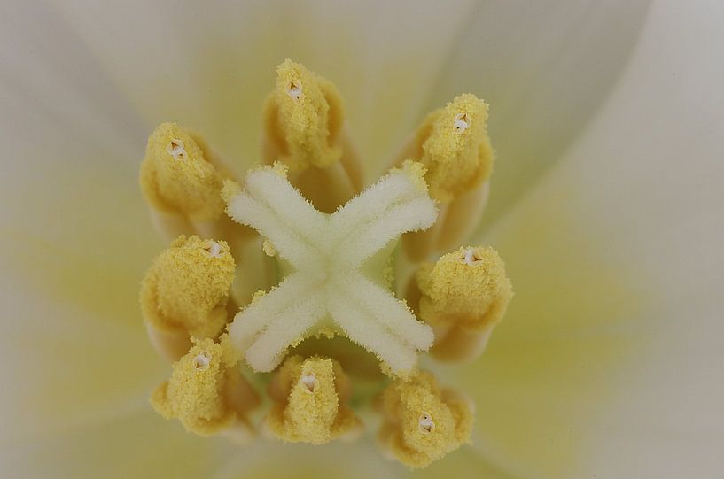 Captive, Tulp Macrofotografie von Watze D. de Haan