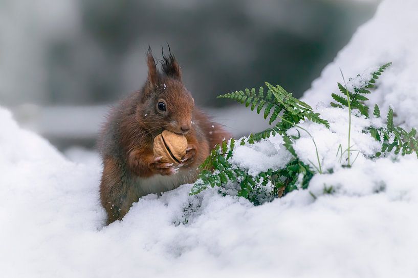 Squirrel with a walnut in the snow. by Albert Beukhof