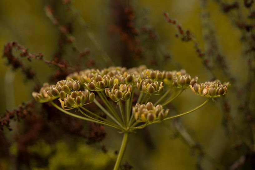 Shield flower. In brown and olive green. by Alie Ekkelenkamp