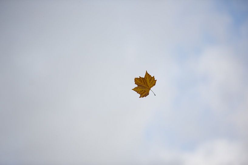 Blatt im Sturm von Martijn Grimme