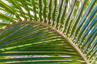 Palm leaf