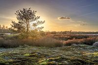 Loonse and Drunense dunes