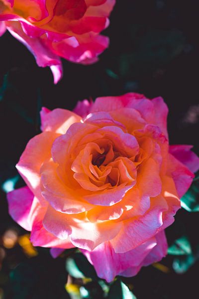 Les roses fleurissent par Steffen Gierok