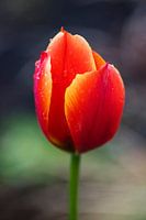 Majestätische Tulpe