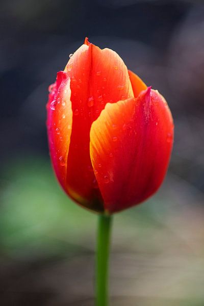 Majestätische Tulpe von Milan Markovic