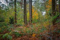 Herbstfarben des Schwarzwassers