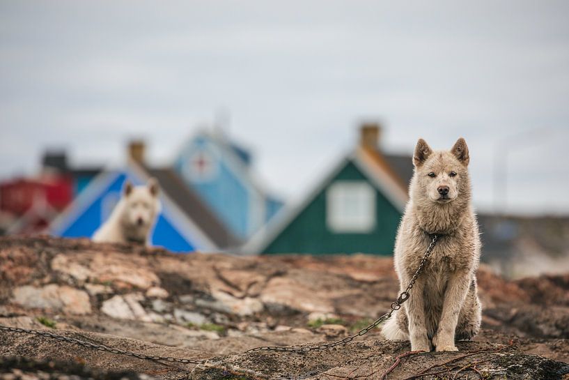 Greenlandic Dogs in Qeqertarsuaq, Disko Bay by Martijn Smeets