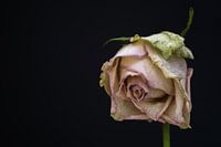 Uitgebloeide witte Roos