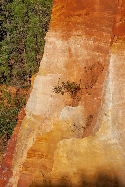 Baum auf ockerfarbener Felswand von Dick Doorduin