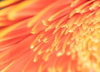 Gerbera Blume Makro
