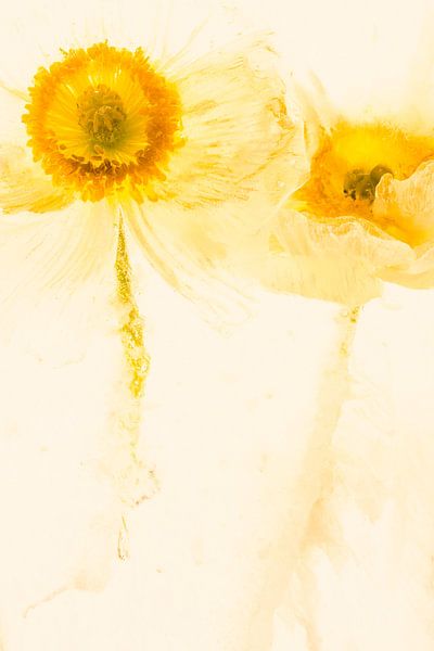 White poppy in ice 3, coloured yellow by Marc Heiligenstein