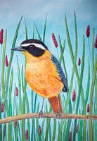 Weißbrauenlacher, Vogel gelb und blau