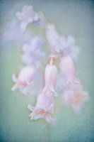 rosa Hyazinthen in einem Schlossgarten