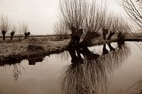 willows in the polder