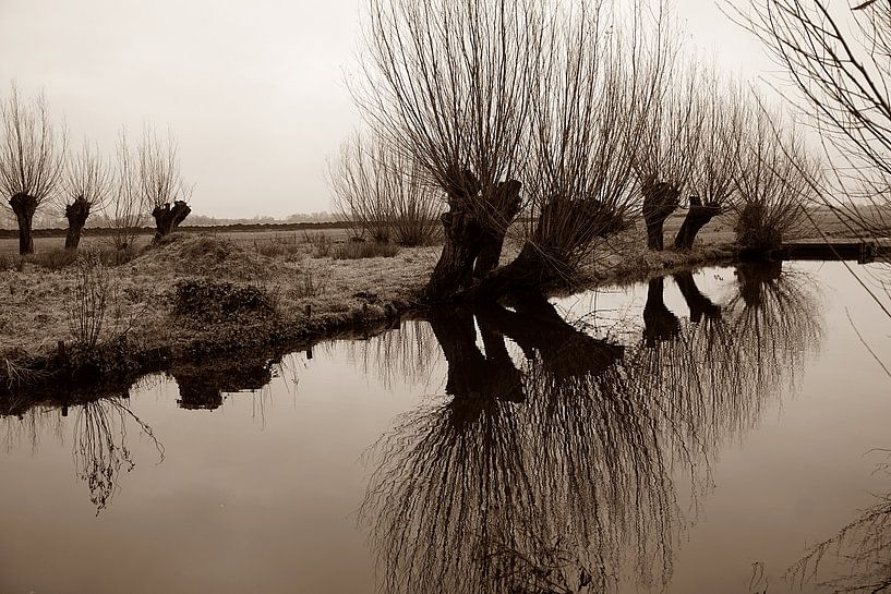 Weiden im Polder von joyce kool