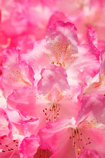Rosarote Rhododendronblüte, Close-Up, Deutschland von Torsten Krüger