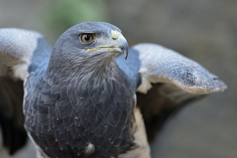 Aguja ( Geranoaetus melanoleucus ), Greifvogel der Anden. von wunderbare Erde