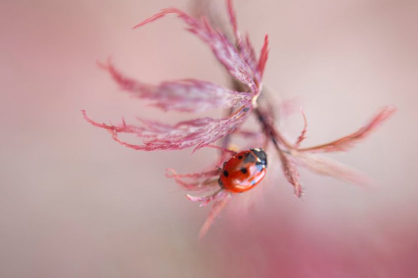 Lieveheersbeestje in roze bokeh van Sander van Driel