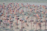 Rosa Ozean der Flamingos / Walvis Bay Namibia