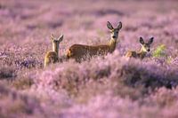 Mother roe goat with two calves in the blooming heather