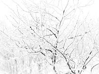 Winterlandschaft Engbertsdijksvenen