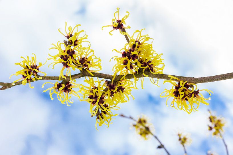 Yellow flowers of Chinese witch hazel blooming in winter with sky as background by Ben Schonewille