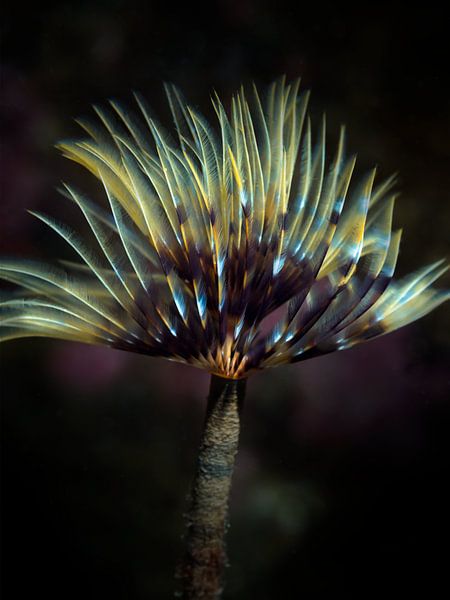 Sabella pavonina von Enak Cortebeeck