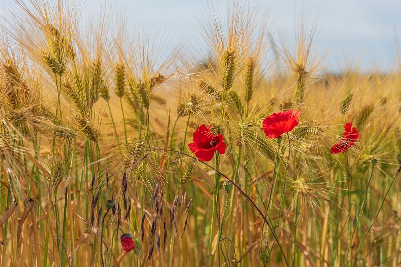 Coquelicot par Flachsfotografie