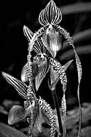 Eleganz - Engelshaar-Orchidee