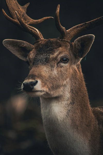 Hirsch von Larsphotografie