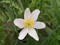 Schöne weiße Blume