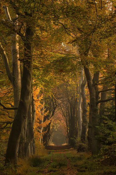Wandelen door een herfstige beukenlaan von Marjon Meinders