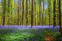 Wilde Hyazinthen im Haller Wald