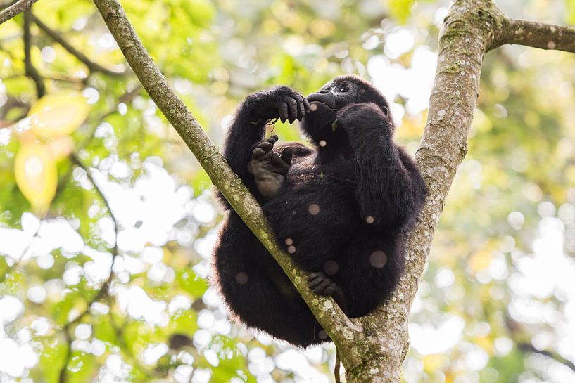 Mountain gorilla / African landscape / Nature photography / Uganda by Jikke Patist