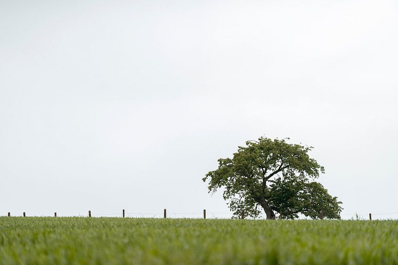 Dirigeants - Solitaires et imperturbables par Stories by light