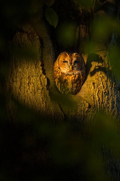Tawny owl by Stijn Smits