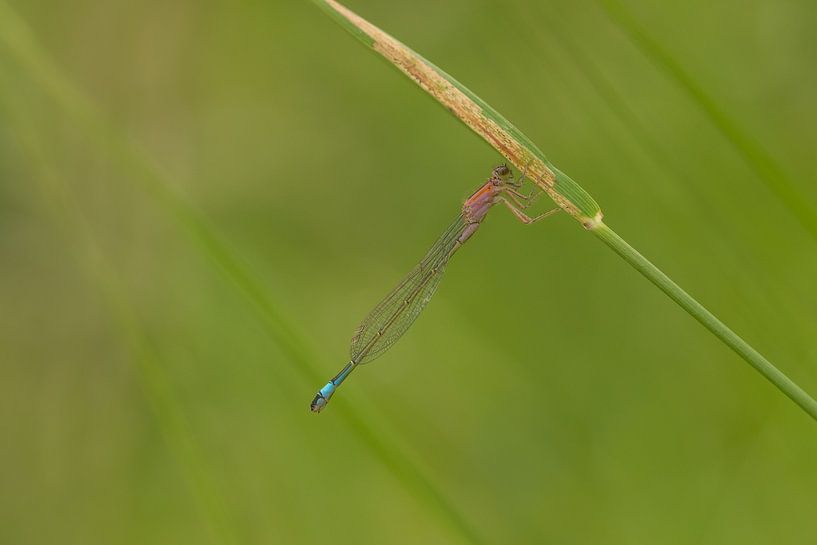 Juffertje par Moetwil en van Dijk - Fotografie