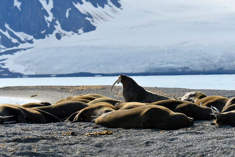 Walross im Einsatz von Senne Koetsier