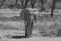 Éléphant d'Afrique en noir et blanc