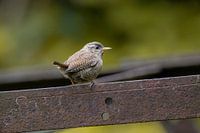 Ein Zaunkönig auf einem Metallgerüst