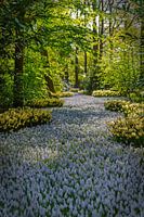 Kabbelend beekje van Witte Druifjes