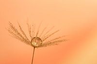 Paardebloem met druppel voor zachte achtergrond.