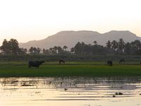 'Langs de oever van de Nijl', Luxor- Egypte
