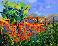 Mohn in der Provence