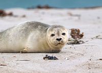 Young grey seal on the beach of Helgoland